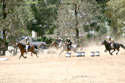 Activities and events on Jakhalsdans Farm